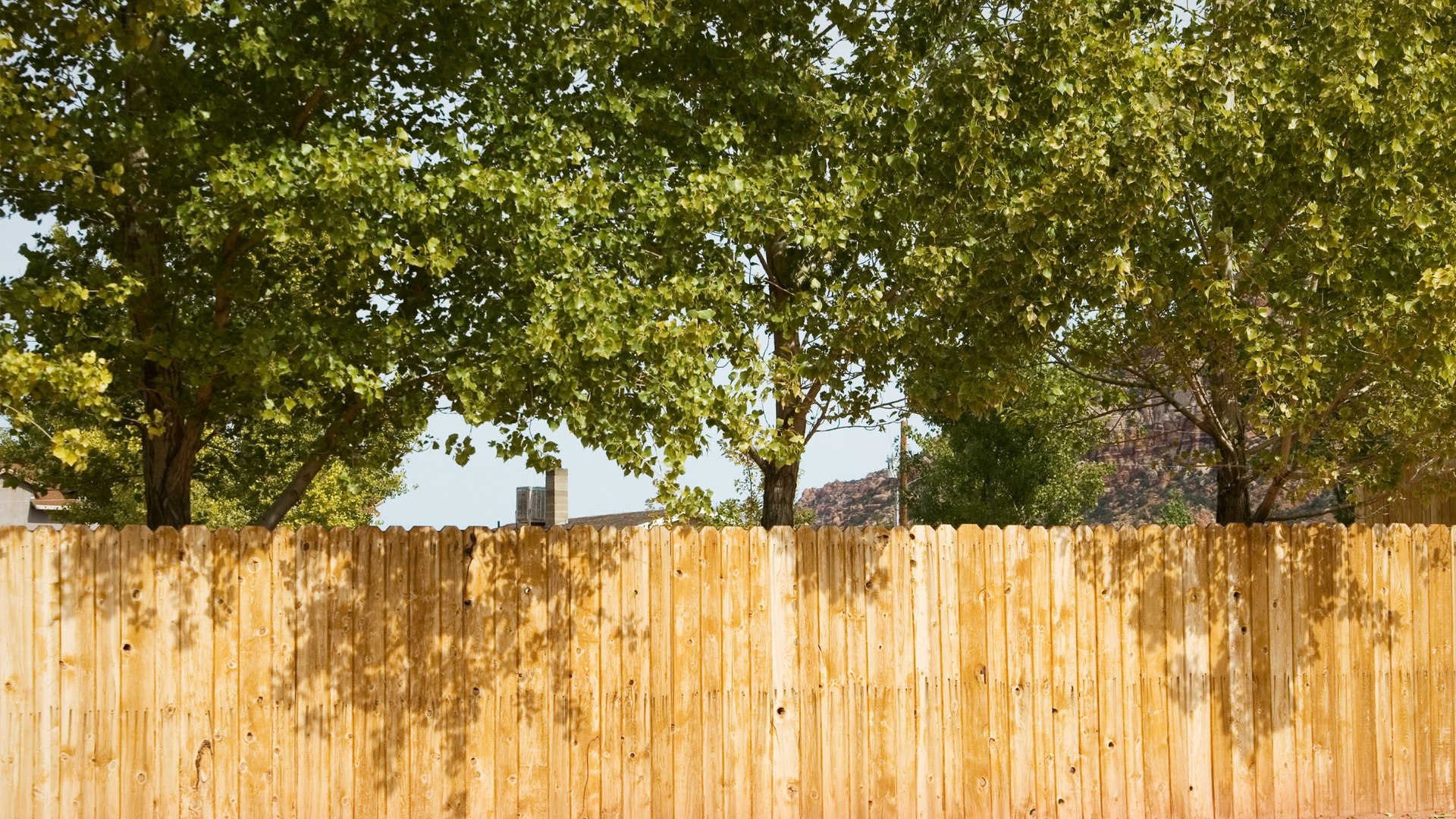 Can I Cut Back Council Trees Overhanging My Property